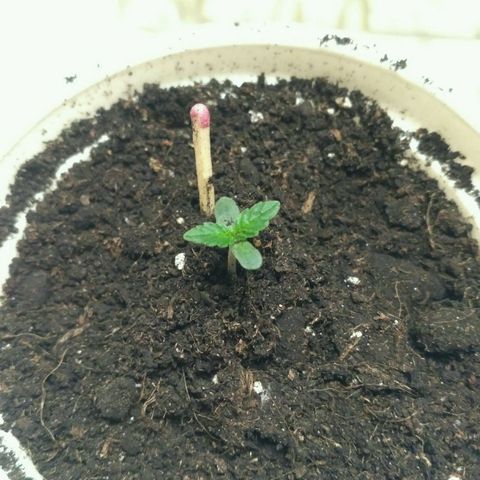 Tutankhamon growlog timeline photo