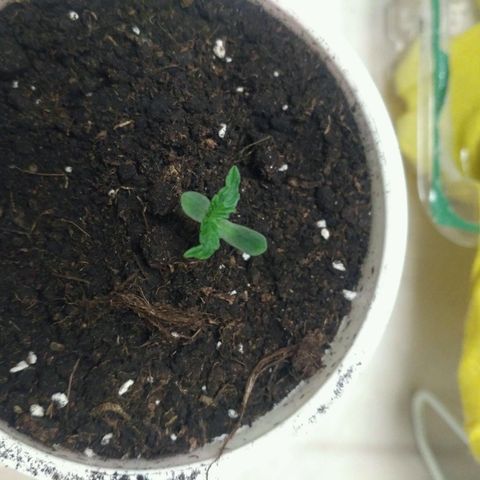 Satori growlog timeline photo