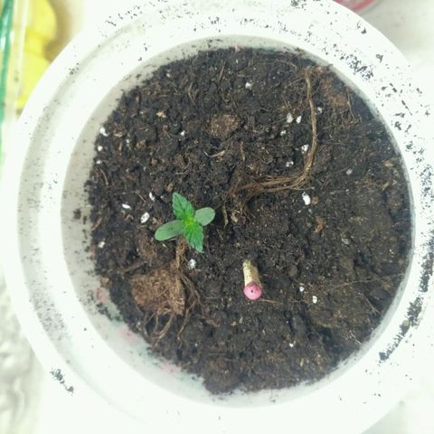 LSD growlog timeline photo
