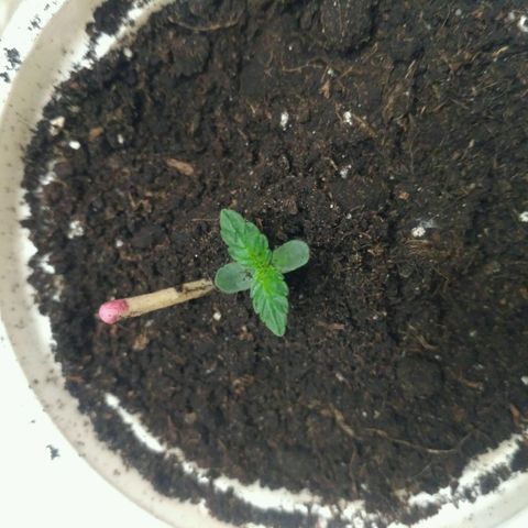 Tutankhamon growlog timeline photo