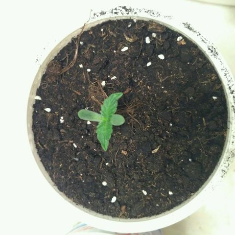 Satori growlog timeline photo