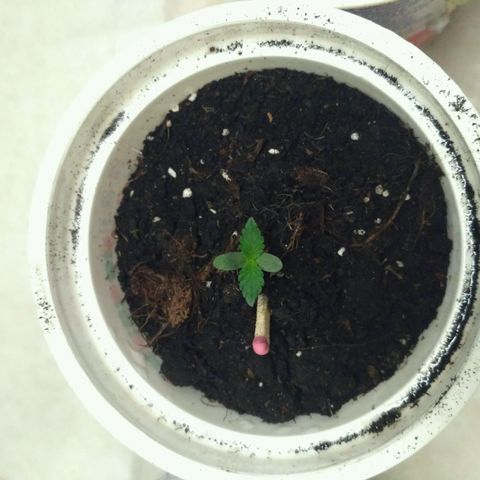 LSD growlog timeline photo
