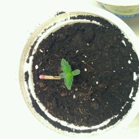 Tutankhamon growlog timeline photo