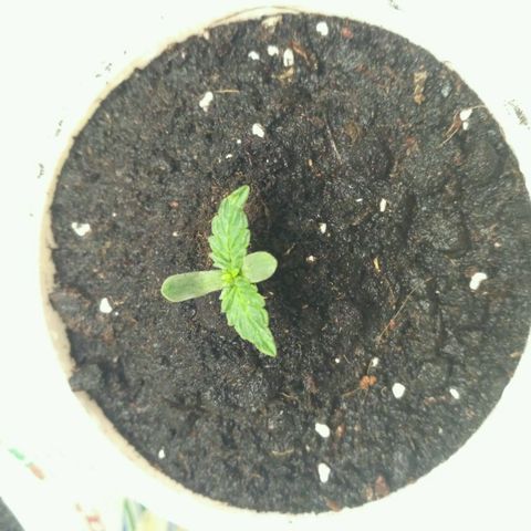 Satori growlog timeline photo