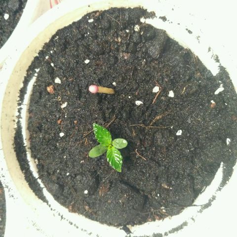 LSD growlog timeline photo