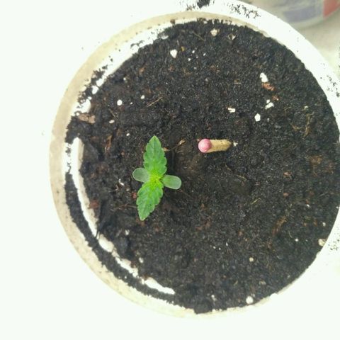 Tutankhamon growlog timeline photo