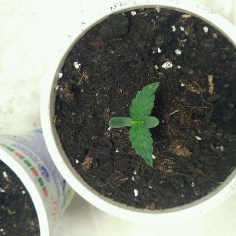 Satori growlog timeline photo