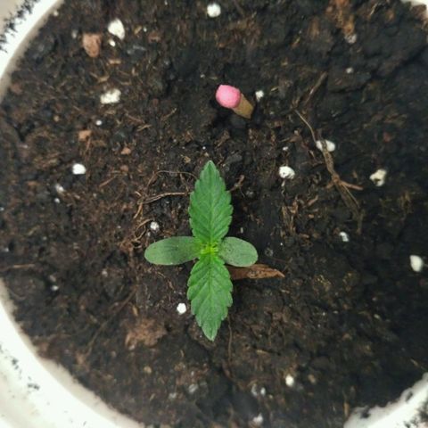 LSD growlog timeline photo