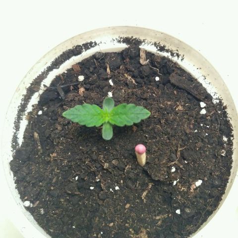 Tutankhamon growlog timeline photo