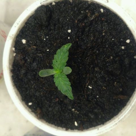 Satori growlog timeline photo