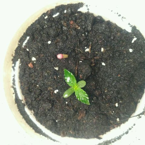 LSD growlog timeline photo
