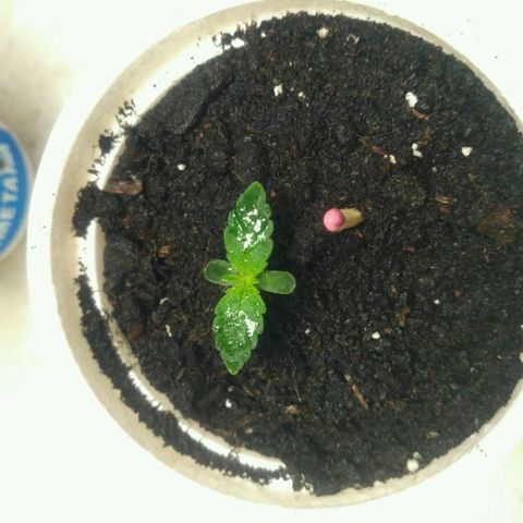 Tutankhamon growlog timeline photo