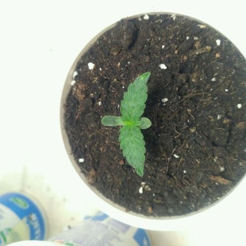 Satori growlog timeline photo