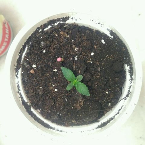 LSD growlog timeline photo