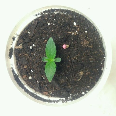Tutankhamon growlog timeline photo