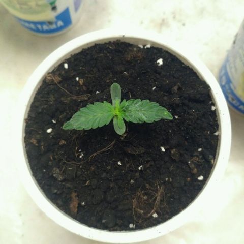 Satori growlog timeline photo