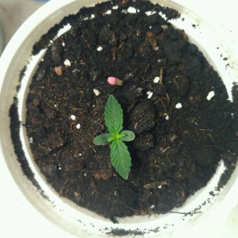 LSD growlog timeline photo