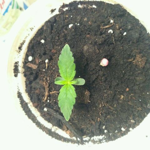 Tutankhamon growlog timeline photo