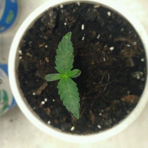 Satori growlog timeline photo