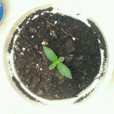 LSD growlog timeline photo