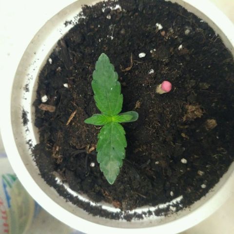 Tutankhamon growlog timeline photo