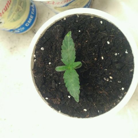 Satori growlog timeline photo
