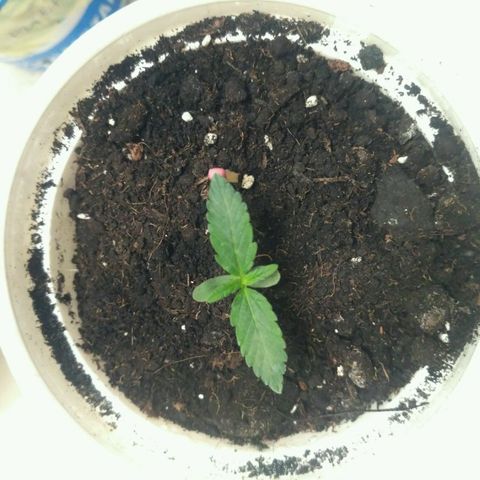 LSD growlog timeline photo