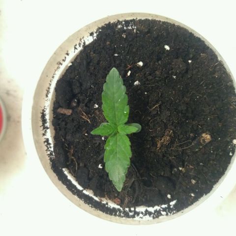 Tutankhamon growlog timeline photo