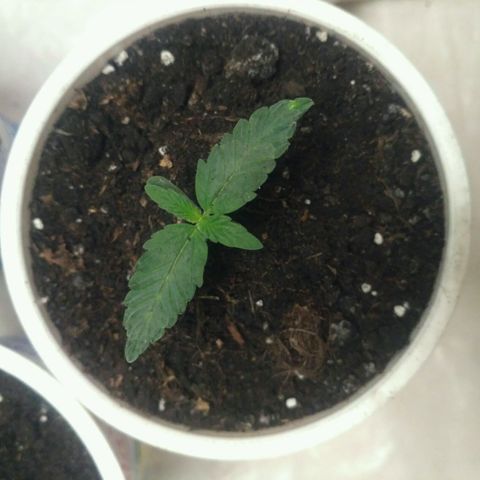 Satori growlog timeline photo