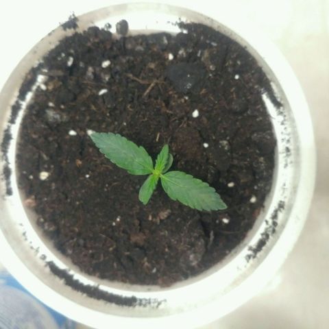 LSD growlog timeline photo