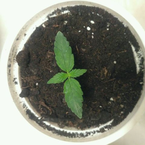 Tutankhamon growlog timeline photo