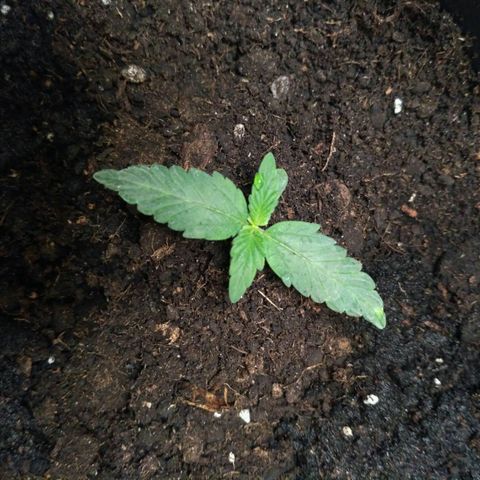Satori growlog timeline photo