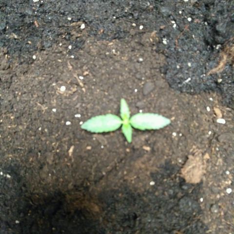 LSD growlog timeline photo