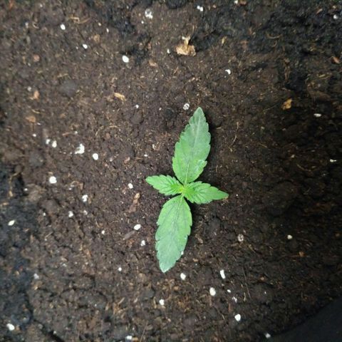 Tutankhamon growlog timeline photo