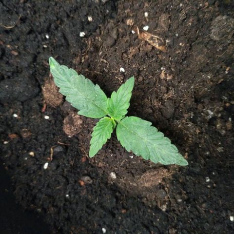 Satori growlog timeline photo