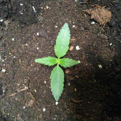 LSD growlog timeline photo