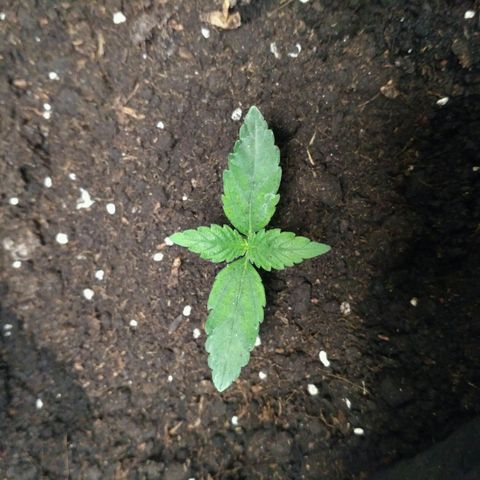 Tutankhamon growlog timeline photo