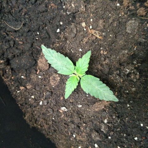 Satori growlog timeline photo