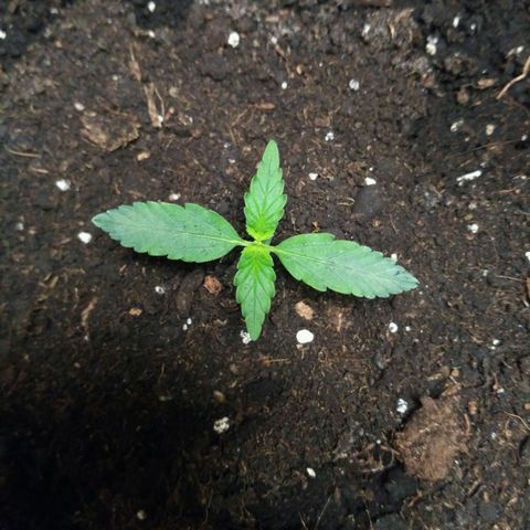 LSD growlog timeline photo