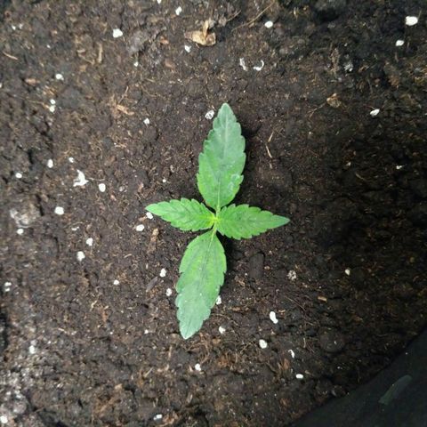 Tutankhamon growlog timeline photo