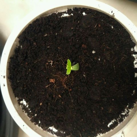 AK 47 Auto growlog timeline photo