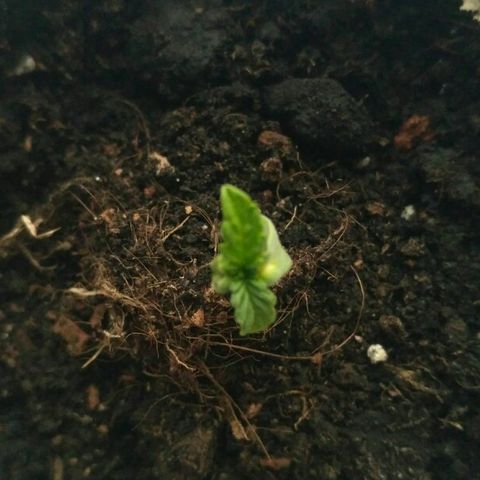 AK 47 Auto growlog timeline photo