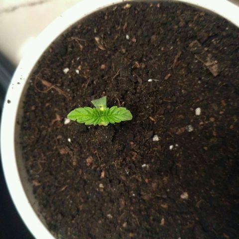 AK 47 Auto growlog timeline photo