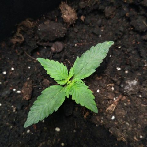 Satori growlog timeline photo