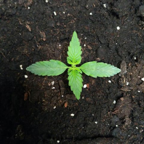 LSD growlog timeline photo