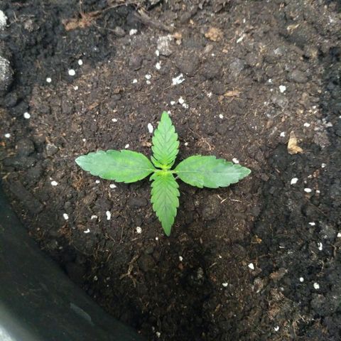 Tutankhamon growlog timeline photo