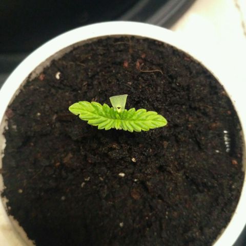AK 47 Auto growlog timeline photo