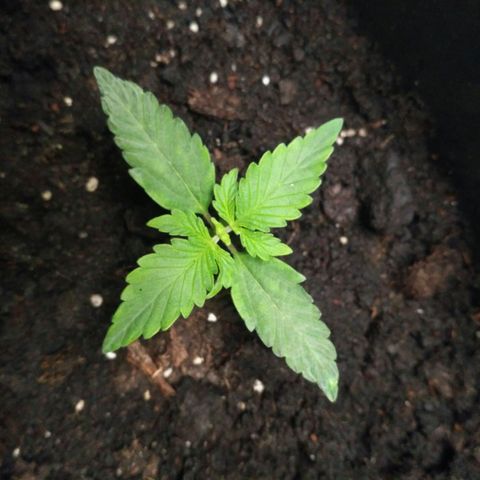 Satori growlog timeline photo