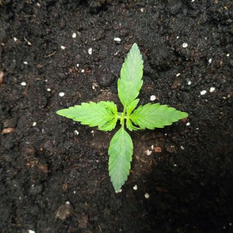 LSD growlog timeline photo