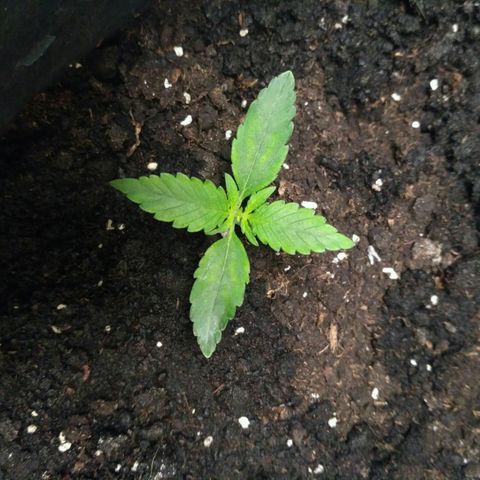 Tutankhamon growlog timeline photo